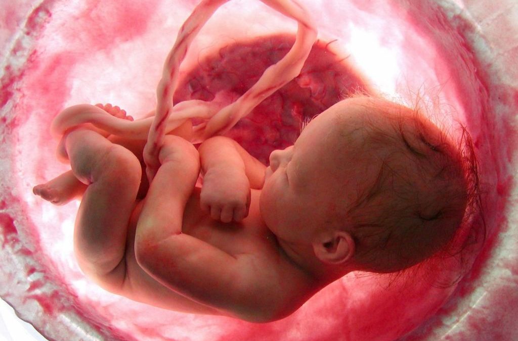 LA PLACENTA, EL ÁRBOL DE LA VIDA